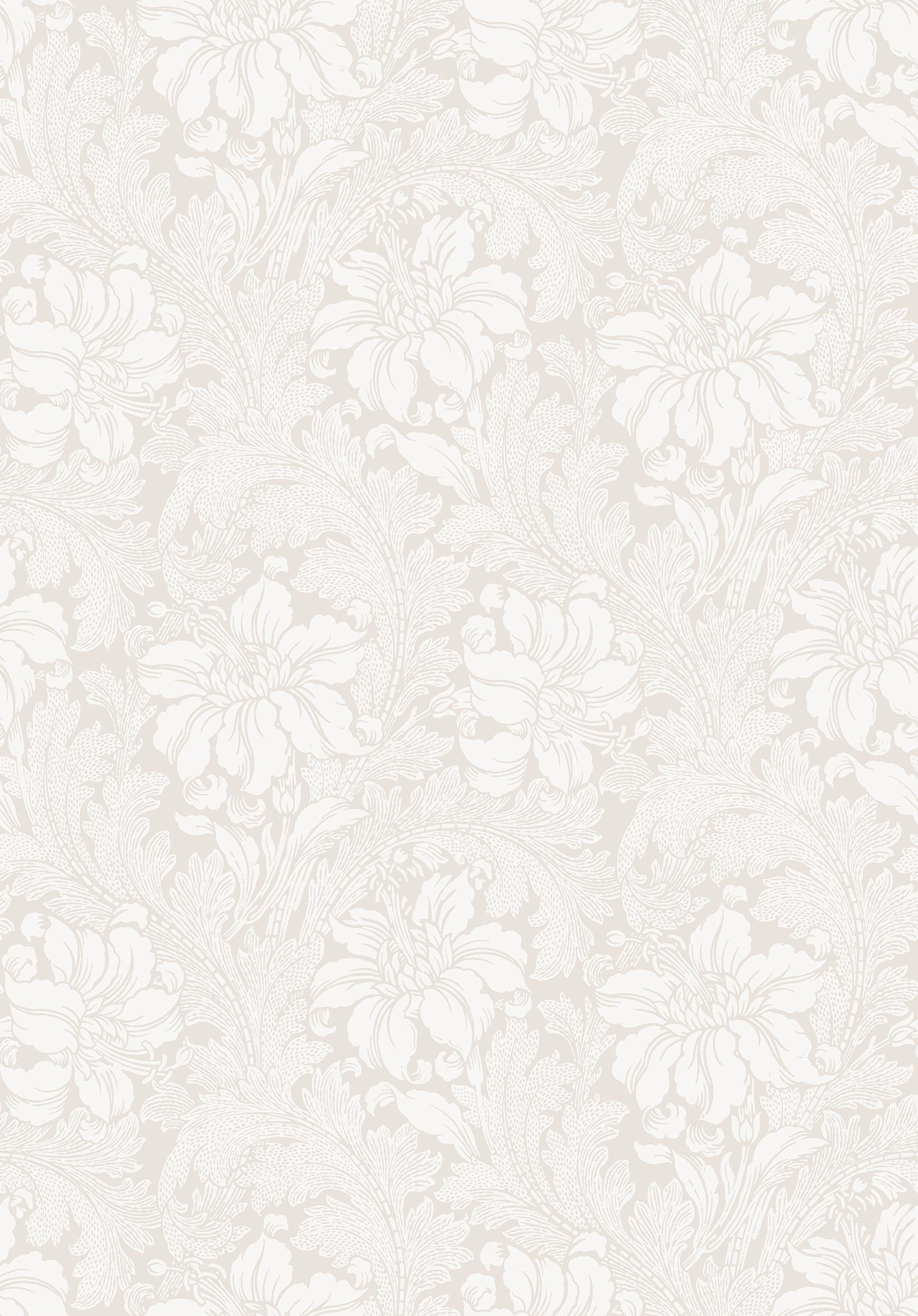 Acanthus storblommig, vit